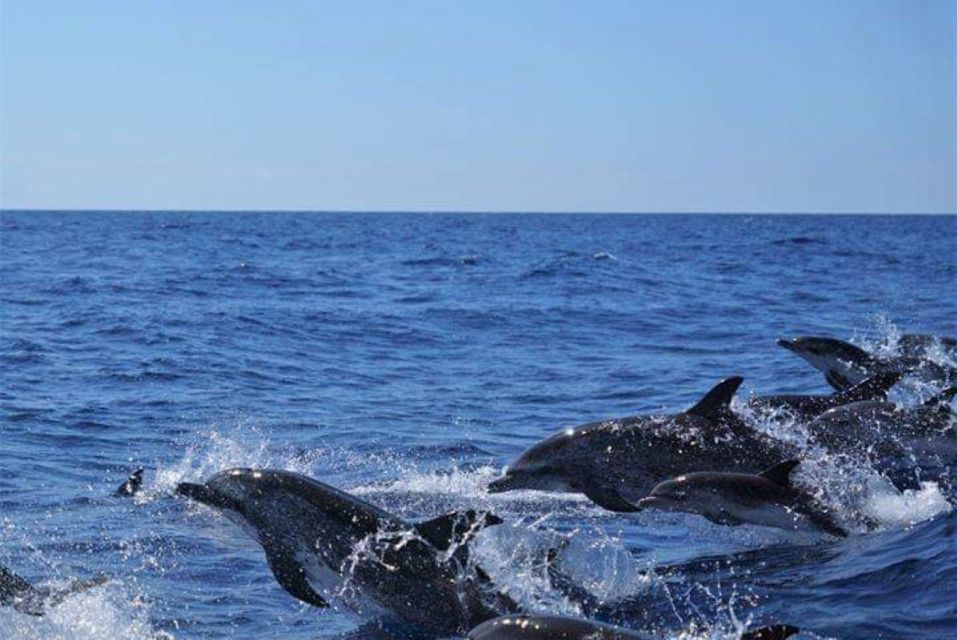 Madeira: Guaranteed Whales or Dolphins Watching Tour - What you can see: dolphins first, whales when the conditions line up