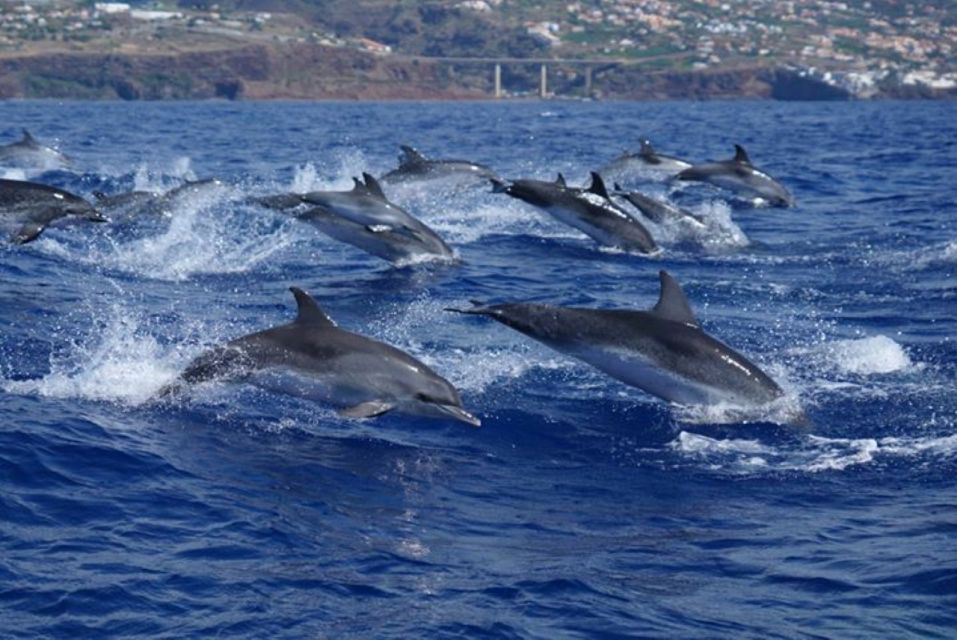 Madeira: Guaranteed Whales or Dolphins Watching Tour - Ethical whale watching in practice: no feeding, no chasing