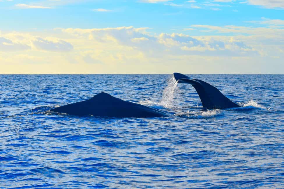 Madeira: Guaranteed Whales or Dolphins Watching Tour - Extra wildlife chances: turtles, sea birds, and other ocean surprises