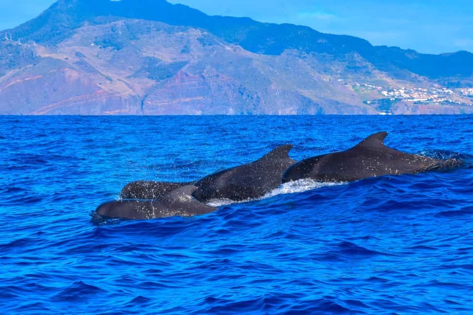Madeira: Guaranteed Whales or Dolphins Watching Tour - The stop-by-stop ride plan: from board to pier