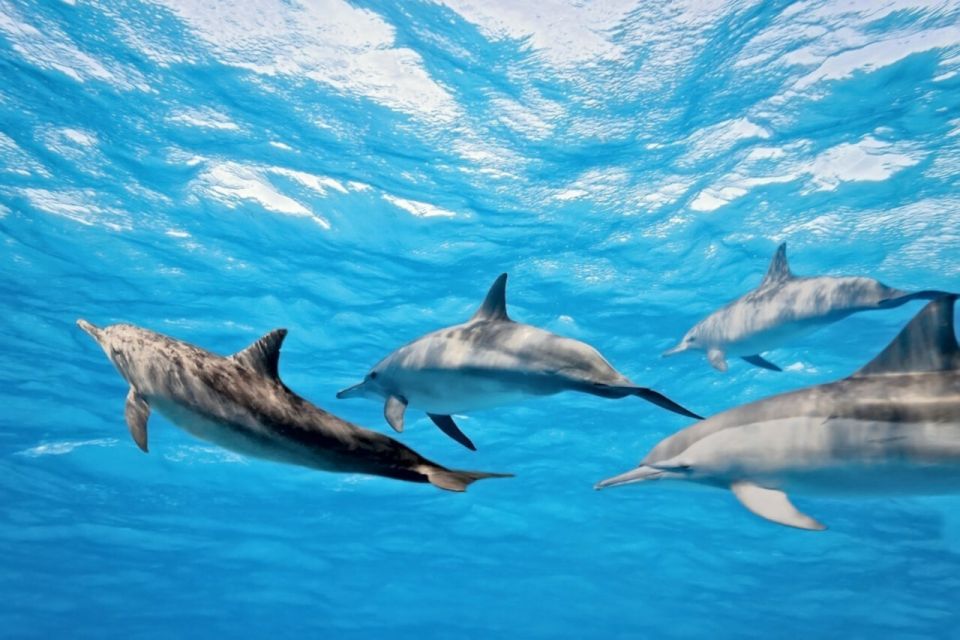 Madeira: Guaranteed Whales or Dolphins Watching Tour - The free ticket guarantee: a safety net for unpredictable ocean days