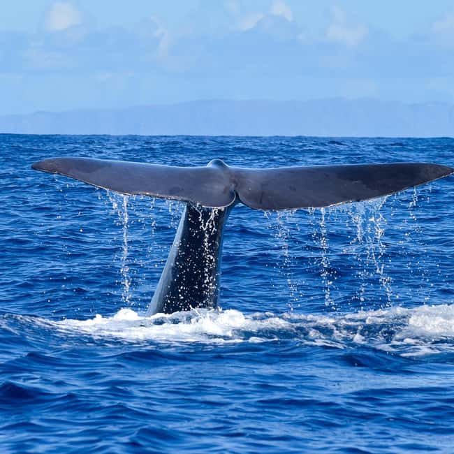 Madeira: Guaranteed Whales or Dolphins Watching Tour - Boarding a small RIB: why the boat design affects what you see