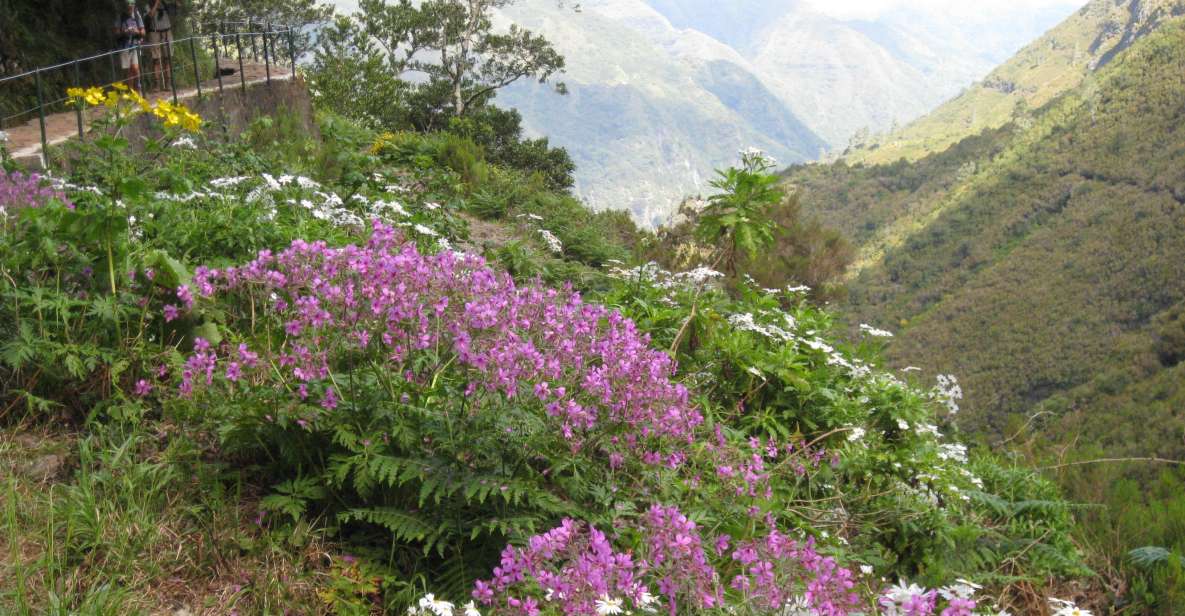 Madeira: Guided Full-Day Rabaçal Walk - Paúl da Serra to Rabaçal: the day’s rhythm starts fast