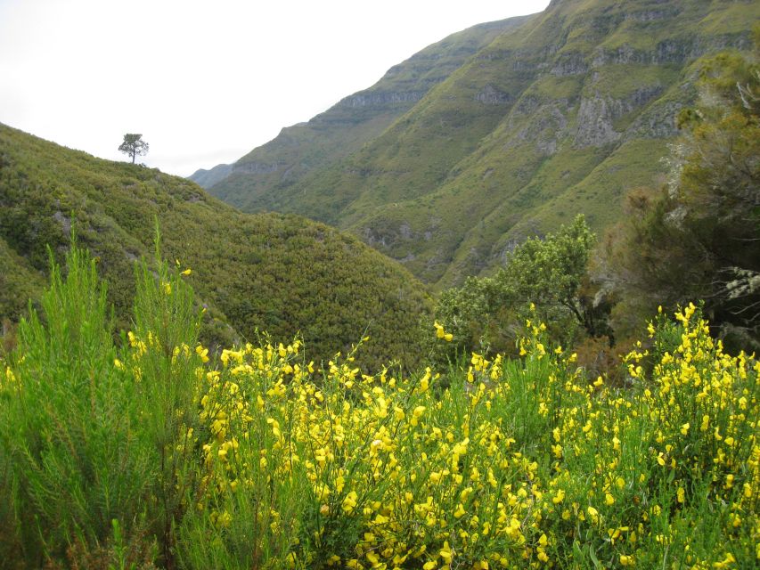 Madeira: Guided Full-Day Rabaçal Walk - Risco Waterfall: your first real payoff on the way down