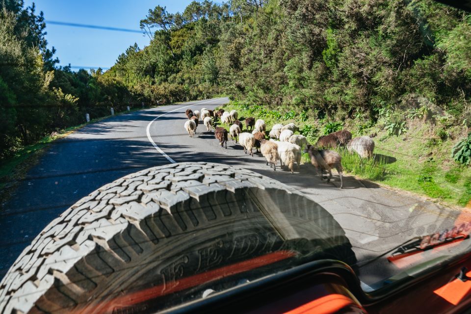 Madeira: Half-Day Pico Arieiro Jeep Tour - Portela Viewpoint Over Porto da Cruz: North Coast Views