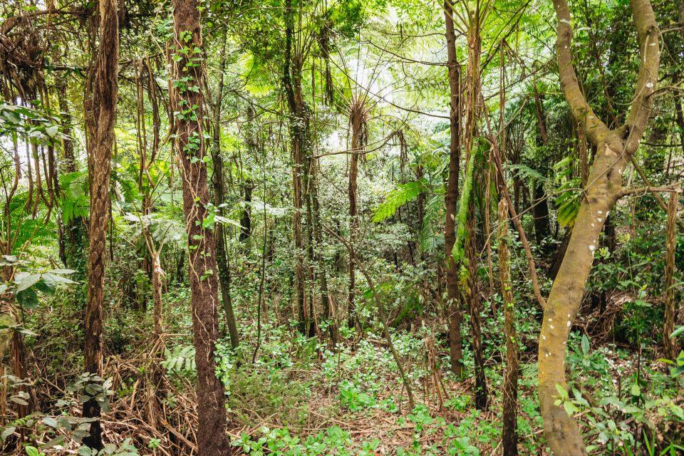 Madeira: Half-Day Pico Arieiro Jeep Tour - Who This Jeep Tour Fits Best