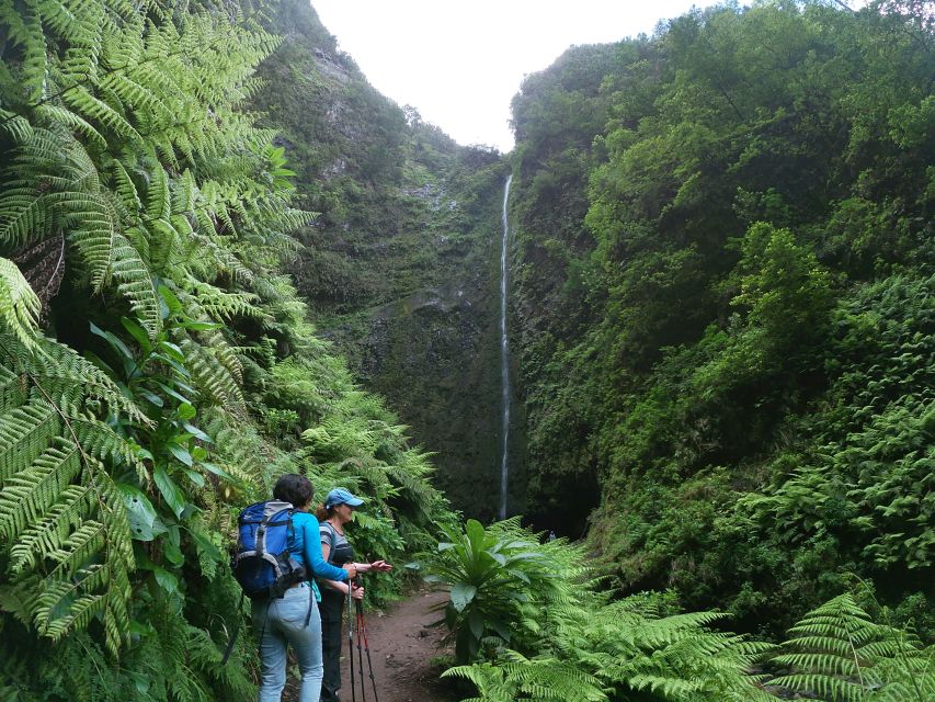 Madeira Island: Caldeirão Verde Levada Walk - Getting from your hotel to Queimadas Forest Park