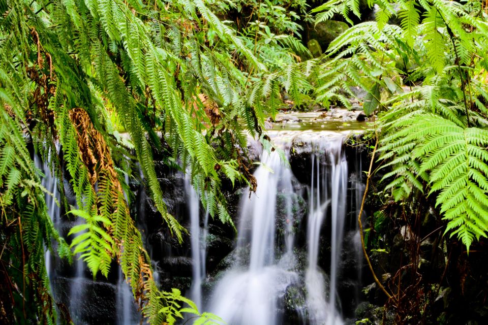 Madeira Island: Caldeirão Verde Levada Walk - Caldeirão Verde waterfall: the 30-minute scenery payoff