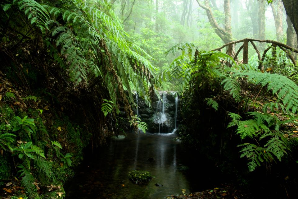 Madeira Island: Caldeirão Verde Levada Walk - Timing and logistics that affect your comfort