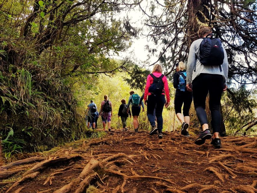 Madeira Island: Caldeirão Verde Levada Walk - Who this walk suits best (and who should skip it)