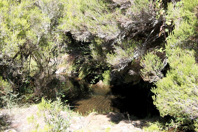 Madeira Lakes - Levada do Alecrim - Alecrim Levada’s UNESCO setting: why this hike feels special