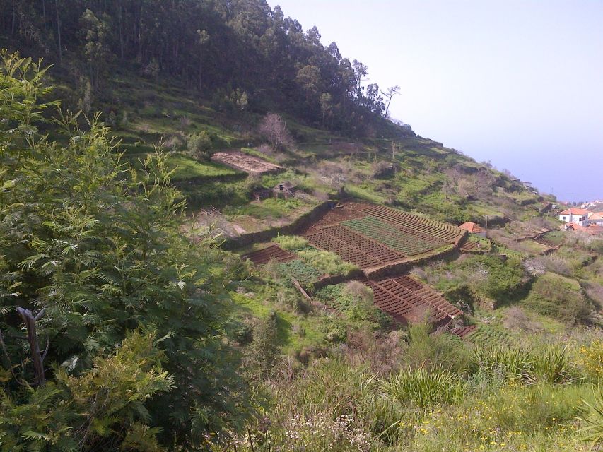 Madeira: Levado do Norte 2-Hour Hiking Tour - Key things to love about Levado do Norte