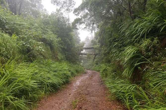 Madeira Off-Road Tours - Price and logistics: what $62.75 gets you