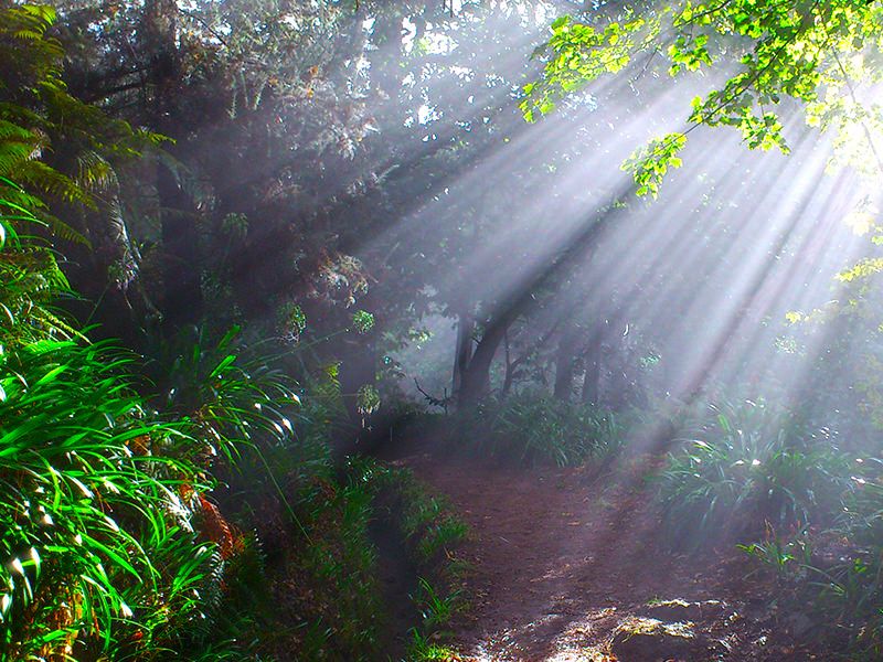 Madeira: Paradise Valley Levada Walk - Paradise Valley’s Levada: what you’re really signing up for