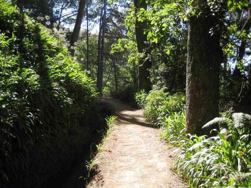 Madeira: Paradise Valley Levada Walk - Walking the Vale do Paraíso to Rochão