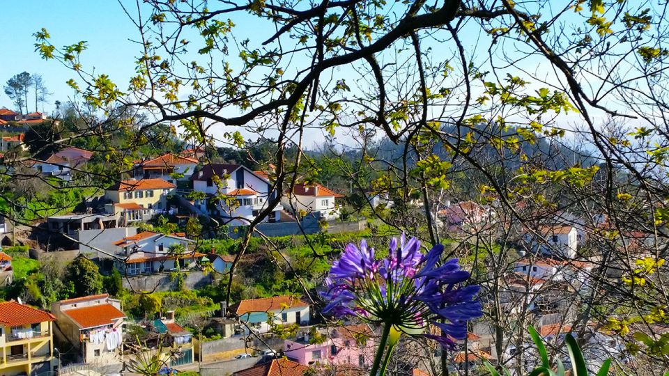 Madeira: Paradise Valley Levada Walk - Hidden forest, gardens, and terraces: what to look for on the walk