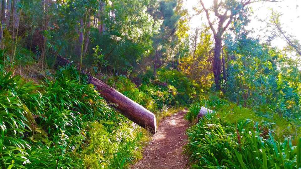 Madeira: Paradise Valley Levada Walk - Camacha views: the payoff for staying the course