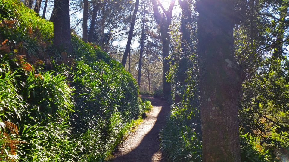 Madeira: Paradise Valley Levada Walk - Flora, fauna, and the sounds of nature (not just pretty scenery)