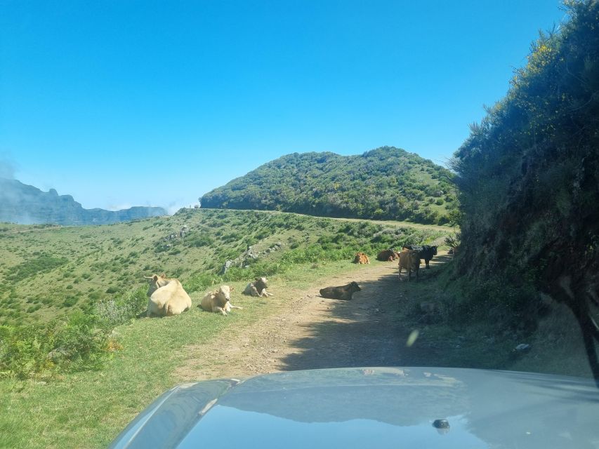 Madeira: Picturesque Peaks and Skywalk private 4x4 Jeep tour - Starting in Câmara de Lobos: fishing village charm, but with real texture
