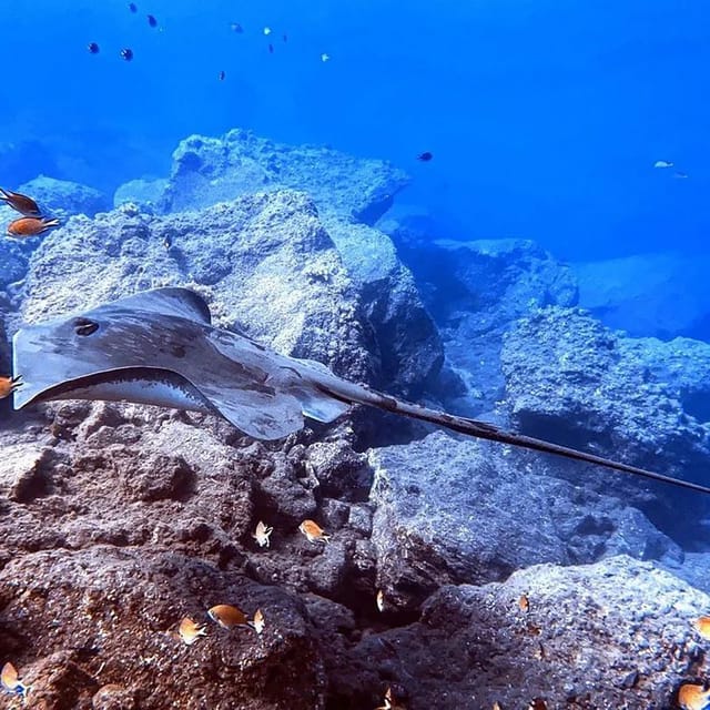 Madeira, Ponta São Lourenço: Scuba Diving for Beginners - The ocean part: what you might see at up to 12 meters