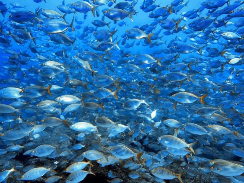Madeira, Ponta São Lourenço: Scuba Diving for Beginners - Who this tour is best for (and who should skip)