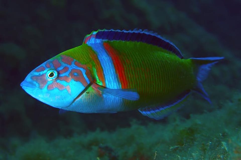 Madeira, Ponta São Lourenço: Scuba Diving for Beginners - Practical timing and the flight rule