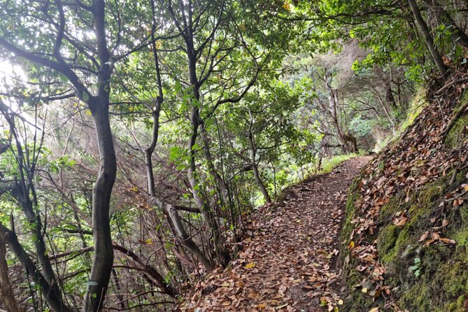 Madeira Porto da Cruz to Machico Self Hiking Tour with Transfer - The core plan: Vereda do Larano in about 3 hours