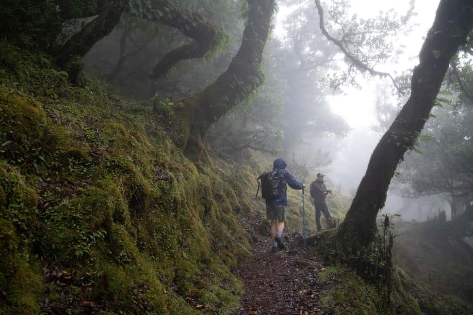 Madeira: PR 9 - Levada do Caldeirão Verde Hike Transfer - Pickup and transfer: the stress-free start that’s worth paying for