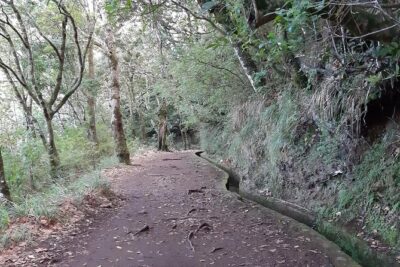 Madeira: Private 1.5-Kilometer Levada dos Balcões Hike PR11 - The laurel forest path: shade, birds, and that levada feeling