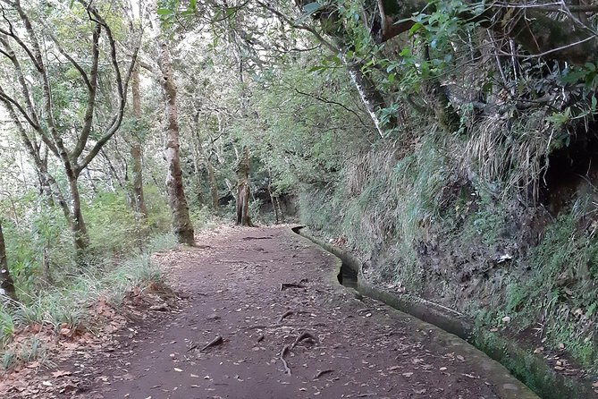 Madeira: Private 1.5-Kilometer Levada dos Balcões Hike PR11 - The laurel forest path: shade, birds, and that levada feeling