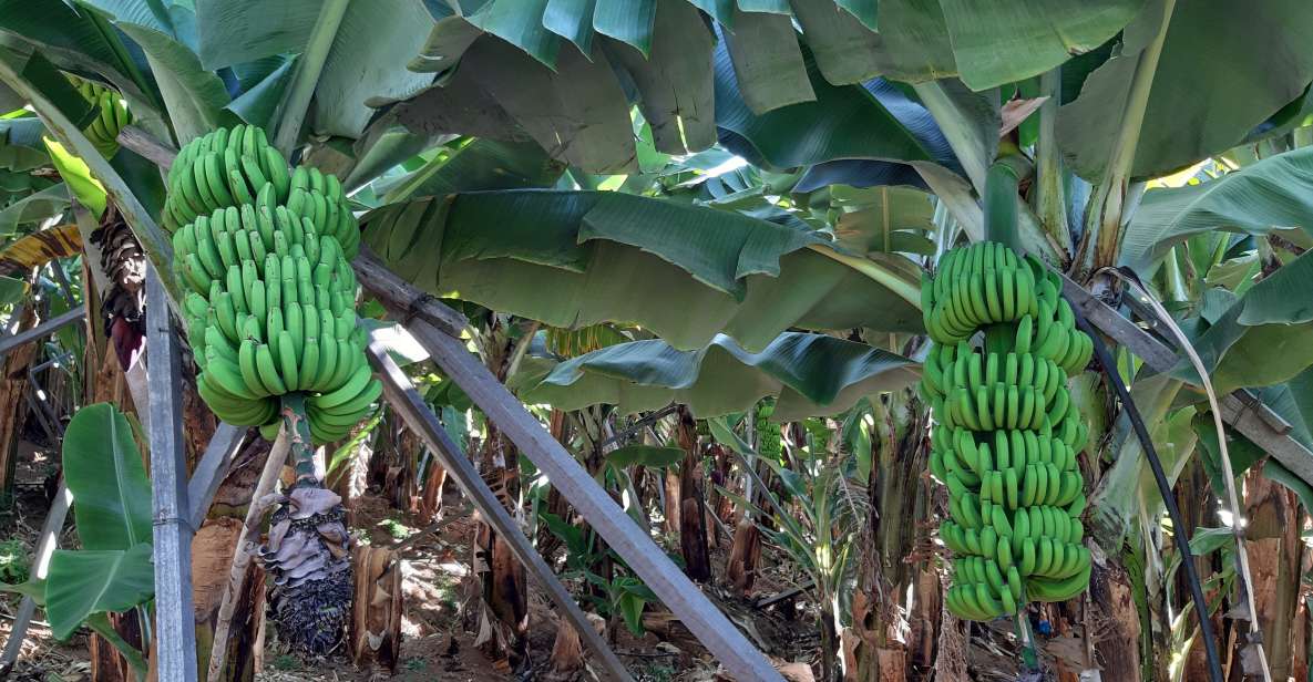 Madeira: Private Banana Farm Tour with Pickup - Key highlights worth knowing before you go