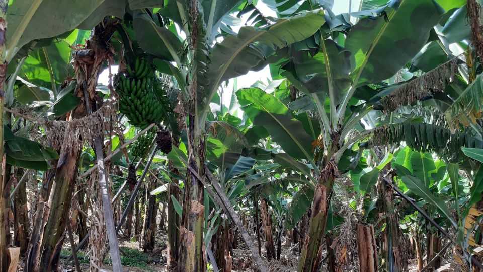 Madeira: Private Banana Farm Tour with Pickup - Why Madeira bananas taste like Madeira