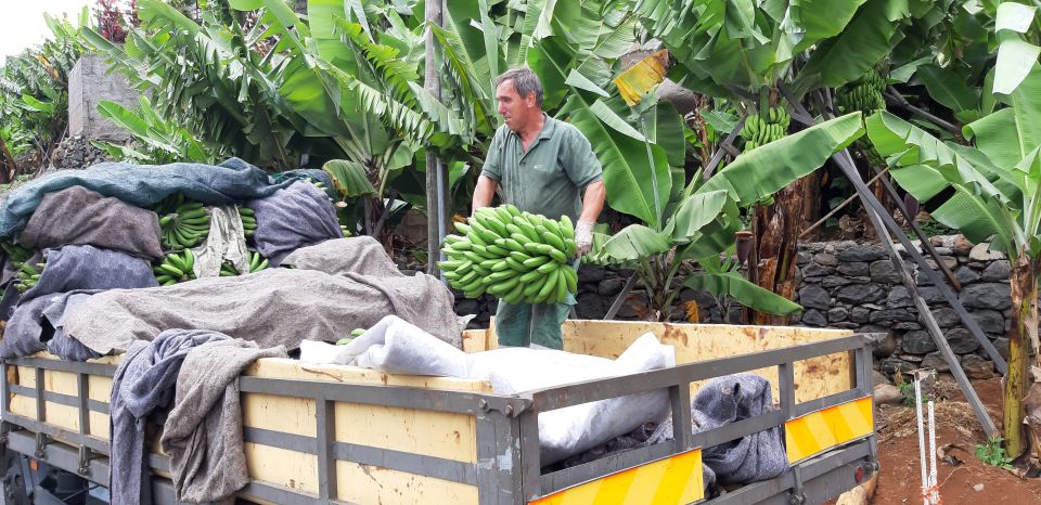 Madeira: Private Banana Farm Tour with Pickup - The banana farm visit: what you’ll actually see