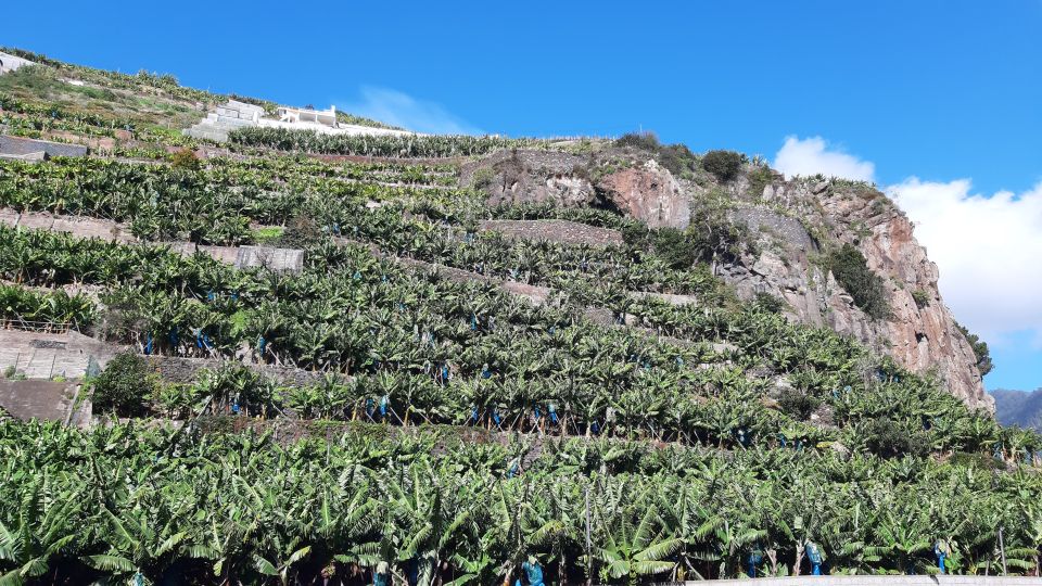 Madeira: Private Banana Farm Tour with Pickup - Understanding banana production on Madeira (in plain language)