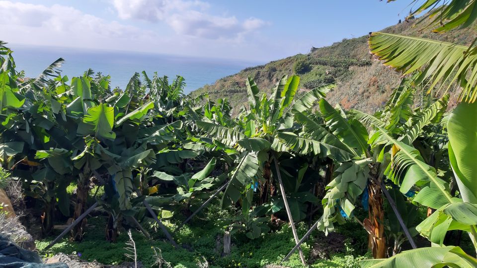 Madeira: Private Banana Farm Tour with Pickup - RG3 viewpoint: a calmer way to see Funchal from above