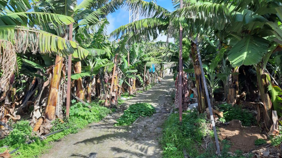 Madeira: Private Banana Farm Tour with Pickup - What your guide experience is really like (Marco-style energy)