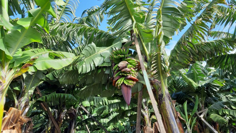 Madeira: Private Banana Farm Tour with Pickup - Price and value: $212 per group (up to 4)