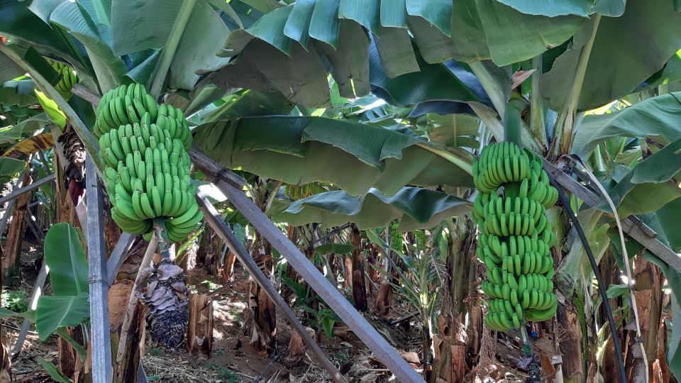 Madeira: Private Banana Farm Tour with Pickup - How the tour starts with viewpoints and orientation