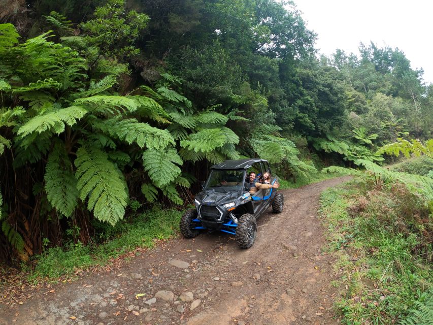 Madeira Private Buggy Adventure: Mountains and Forests - Laurissilva Flora Spotting: What to Look For Besides the Big Trees