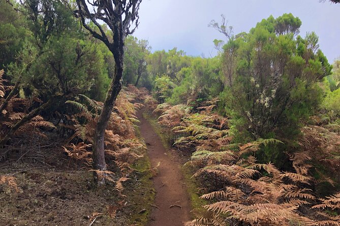 Madeira: Private Guided Walk Vereda Fanal PR13 - Ribeira da Janela viewpoints: where the valley opens up