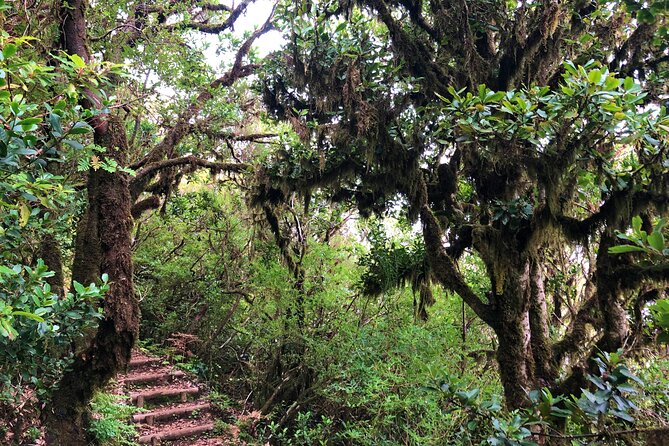 Madeira: Private Guided Walk Vereda Fanal PR13 - Private guiding with Richard: value isn’t just facts