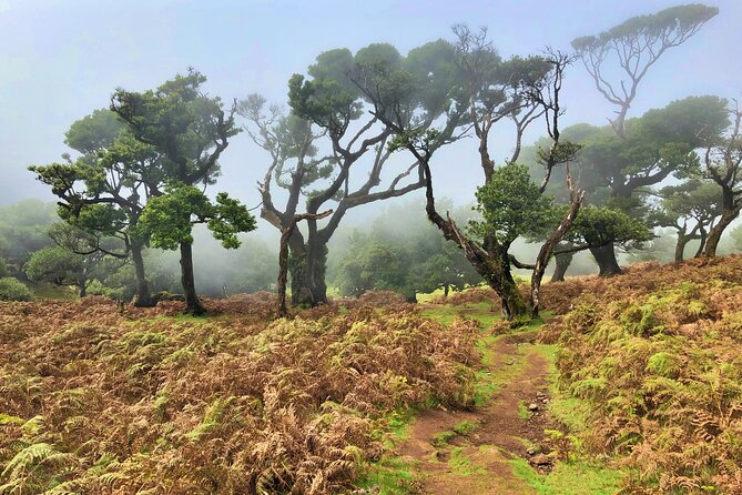 Madeira: Private Guided Walk Vereda Fanal PR13 - Pickup from Funchal and the 5-hour day plan