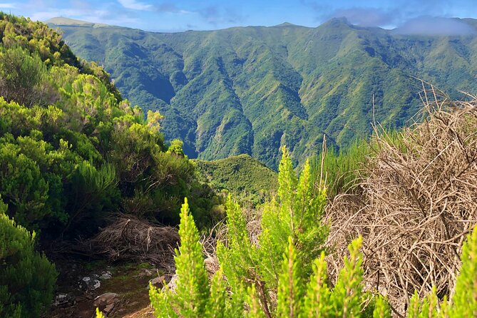 Madeira: Private Guided Walk Vereda Fanal PR13 - What’s included, what to bring, and why clothing matters