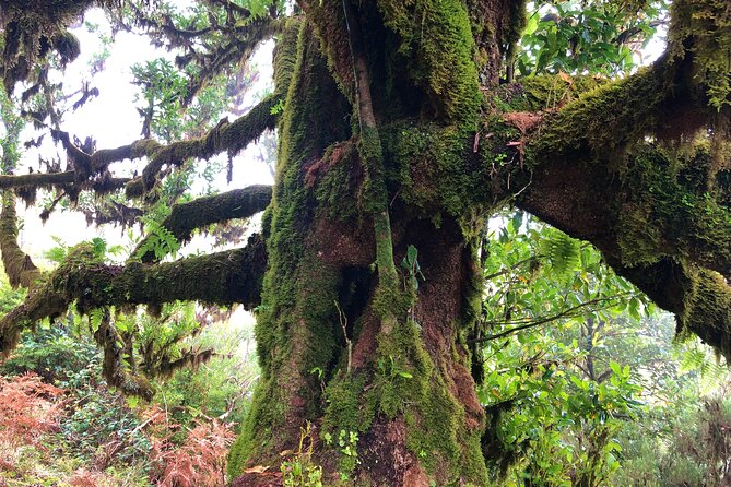 Madeira: Private Guided Walk Vereda Fanal PR13 - Price at $104.11 per person: when it feels worth it