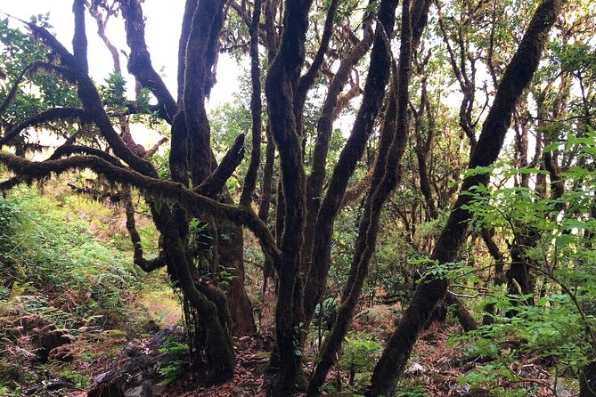 Madeira: Private Guided Walk Vereda Fanal PR13 - Who this private Madeira walk is best for