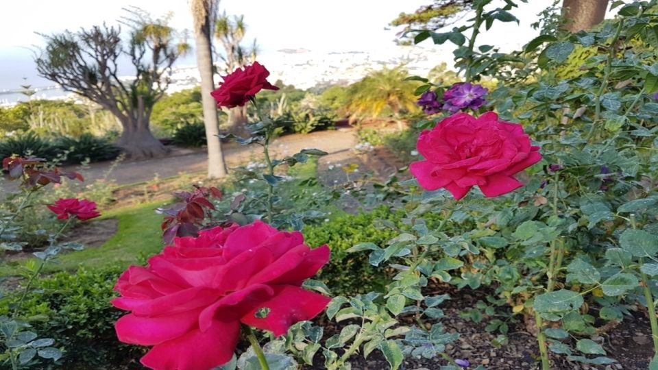 Madeira: Private Half-Day Guided Gardens Tour - Getting the most from the museum stop at Monte Palace