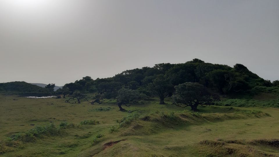 Madeira: Private Tour of Fanal Forest - Entering Fanal Forest: Why This Walk Feels Special on Madeira