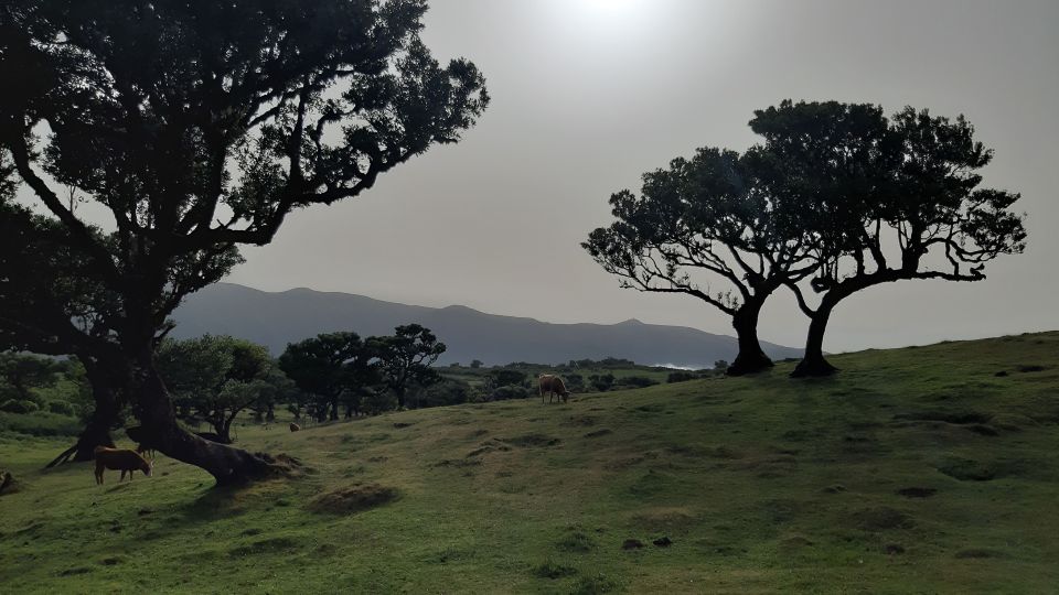 Madeira: Private Tour of Fanal Forest - Who This Tour Suits Best (and Who Might Be Happier Elsewhere)