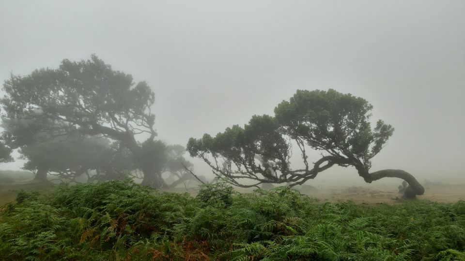 Madeira: Private Tour of Fanal Forest - 4 Hours on the Clock: Your Planned Route and What Each Part Delivers