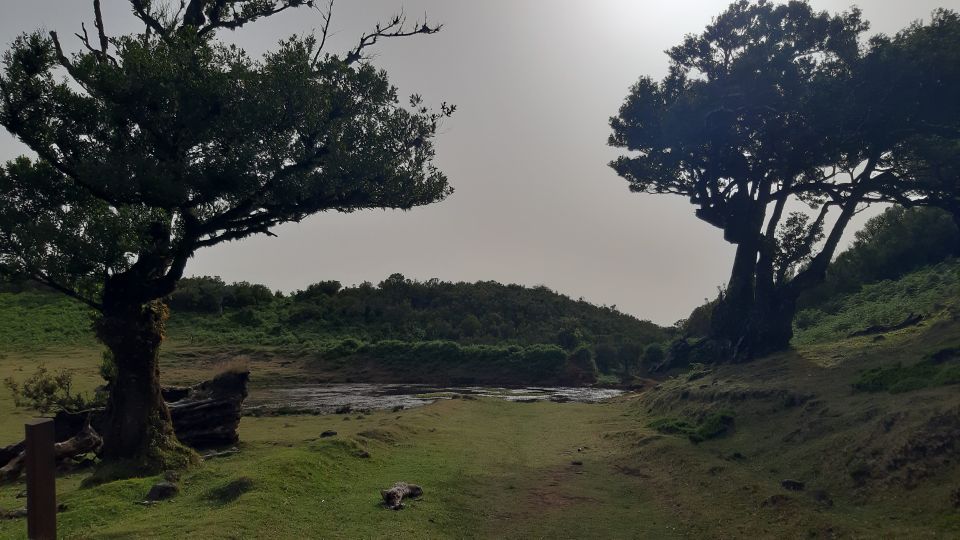 Madeira: Private Tour of Fanal Forest - Laurisilva UNESCO World Heritage: What You’re Actually Visiting